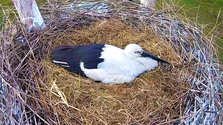 Онлайн веб-камера возле гнезда дальневосточного аиста, Берёзовский заказник (Берёзовка, Россия)